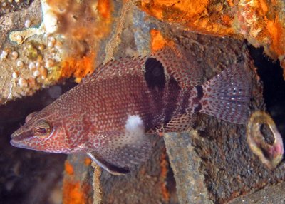 Belted Sandfish