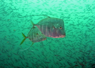 Lookdowns performing a mating dance