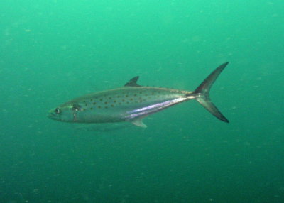 Spanish Mackeral