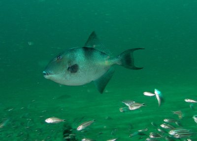 Triggerfish