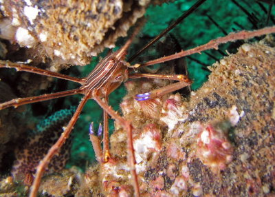 Arrowcrab with spotted cyphoma in the background