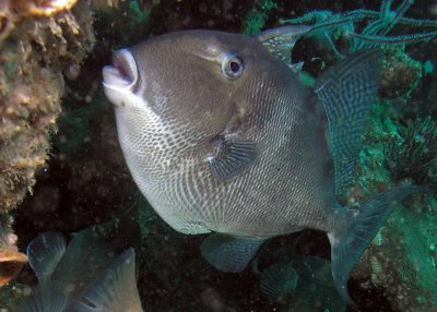 Triggerfish