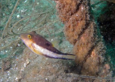 Sharpnose Puffer