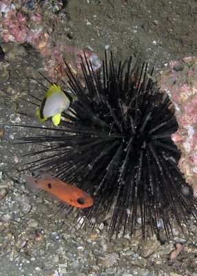 Juvenile Spotfin Butterflyfish and a Two-Spot Cardinalfish