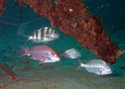 Snapper, porgies, and sheepshead