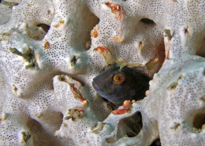 Seaweed Blenny in a white sponge