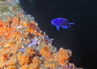 Purple Reeffish