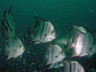 Spadefish
