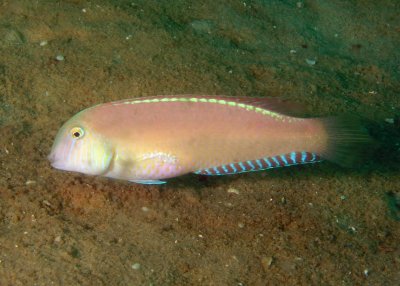 Pearly Razorfish