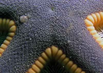 g1/89/793789/3/126814201.1mq62Ces.jpg