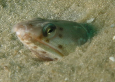 Snake Eel