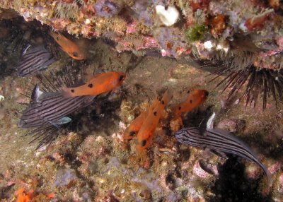 Cardinalfish and cubbyus