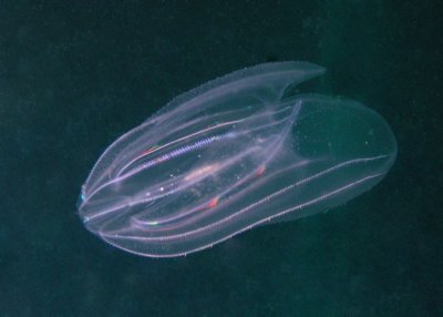 Cone Jellyfish