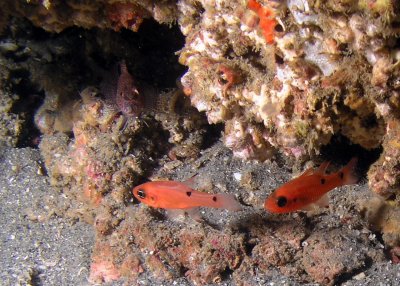 Two-spot Cardinalfish