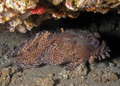 Leopard Toadfish