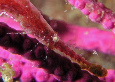 Sawblade Arrow Shrimp - Tozeuma serratum