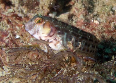 Seaweed Blenny