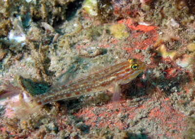 Spotted Goby