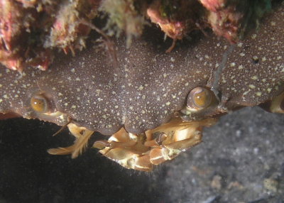 Face of a Stone Crab