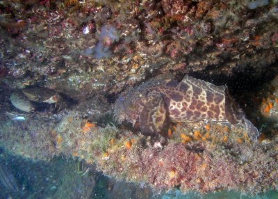 Toadfish trying to lunch on a stone crab