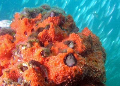 Colony of Seaweed Blennies