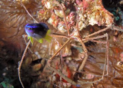 Yellowtail Reeffish juvenile