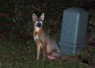 Young gray fox in my yard