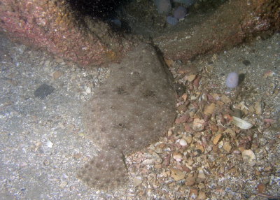 Gulf Flounder