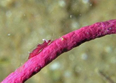 Sea Whip Shrimp, Neopontonides chacei
