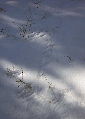 Camliyayla: Feb 2008