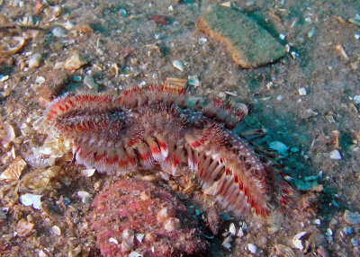 P9100115 Red Tip Fireworm