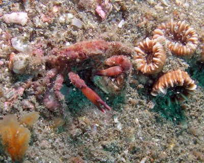 Crab, Mithrax Sculptus