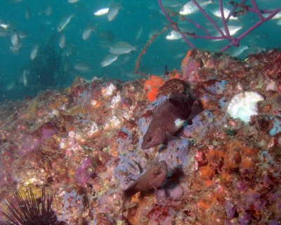 Belted Sandfishes