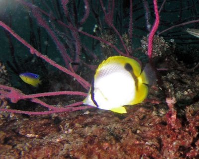 Spotfin Butterflyfish