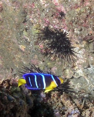 Juv Blue Angelfish P9120113