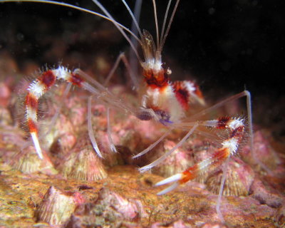 Banded Coral Shrimp P9120133