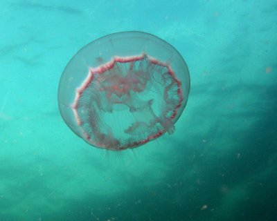 Moon Jelly