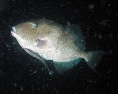 Triggerfish with remora
