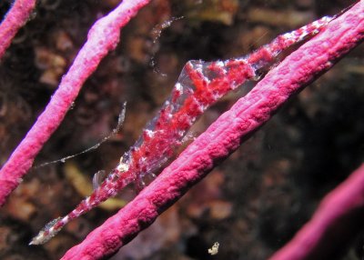 Sawblade Arrow Shrimp (Tozeuma Serratum)