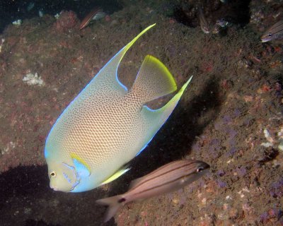 Blue Angelfish