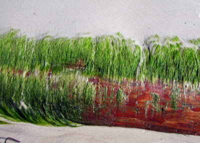 Mossy log