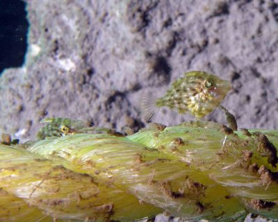 Pygmy Filefish