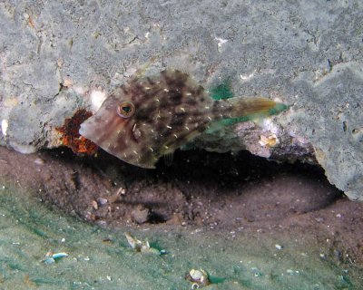 Pygmy Filefish