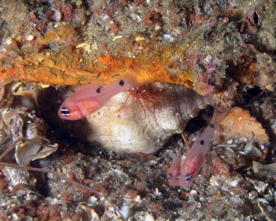 Two-spot Cardinalfish and Shrimp