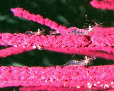 Shrimp: Periclimenes iridescens