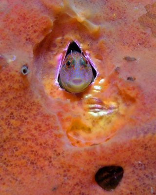 Tessellated Blenny