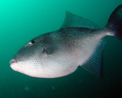 Jim Taylor Memorial Reef