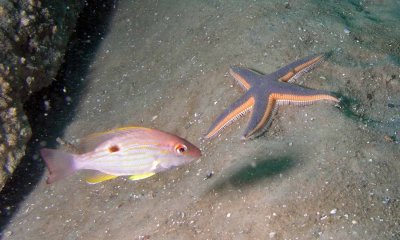 Lane and beaded sea star