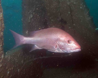 Red Snapper--the one that got away