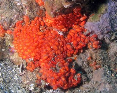 Orange tunicate